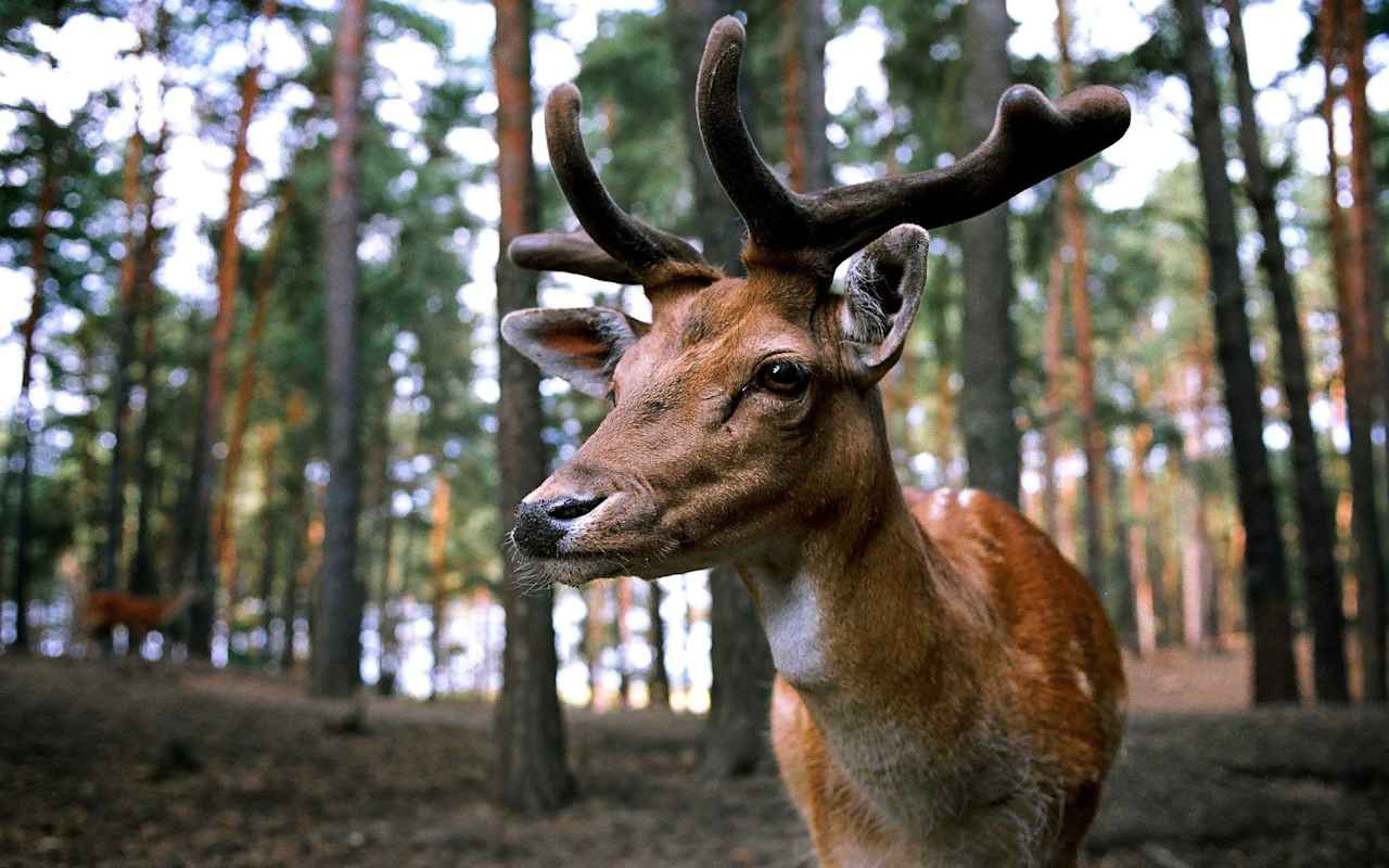 NC Deer Hunting Tips and Tactics Blog