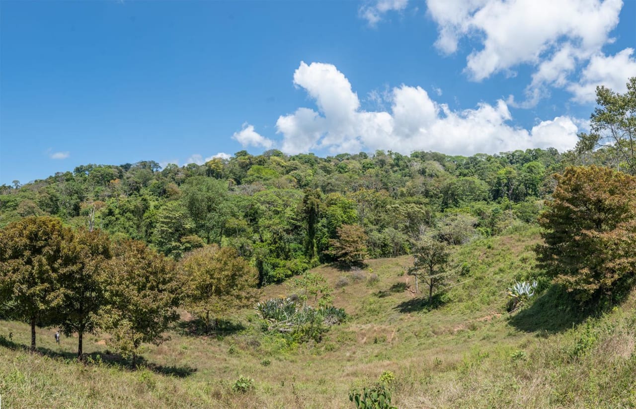 Prime Ocean View Development Land In Uvita