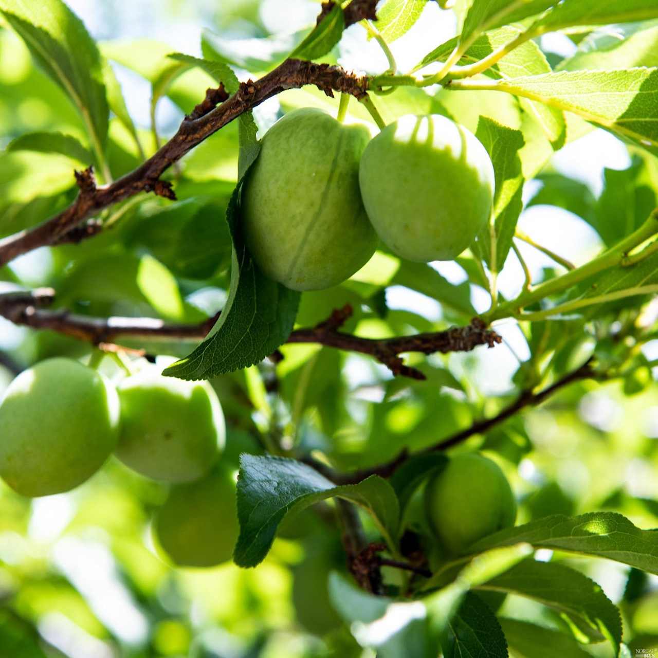 No Longer on the Market