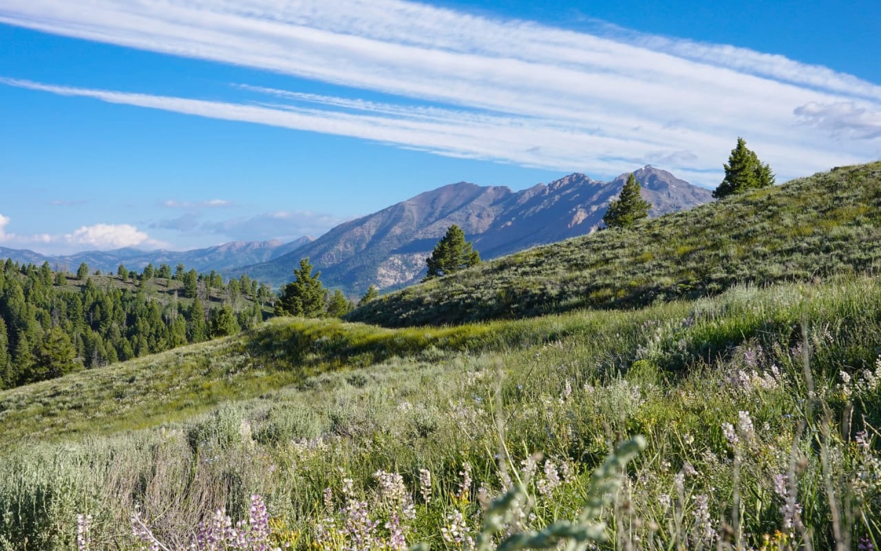 Lush green hillsides with scattered trees, diverse wildflowers, and views of snow-capped mountains in Idaho.