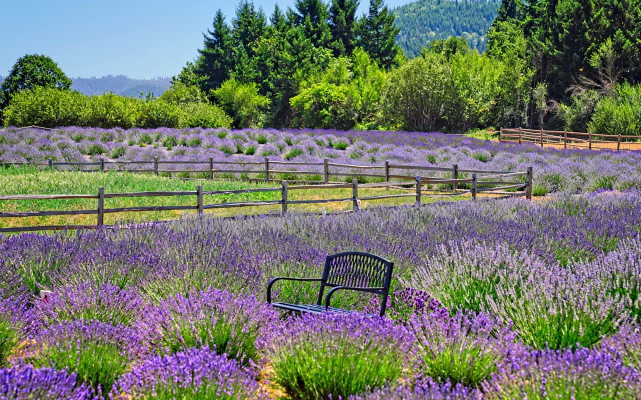 Discover the Beauty of Hood River Lavender Farms: A Must-Visit Destination