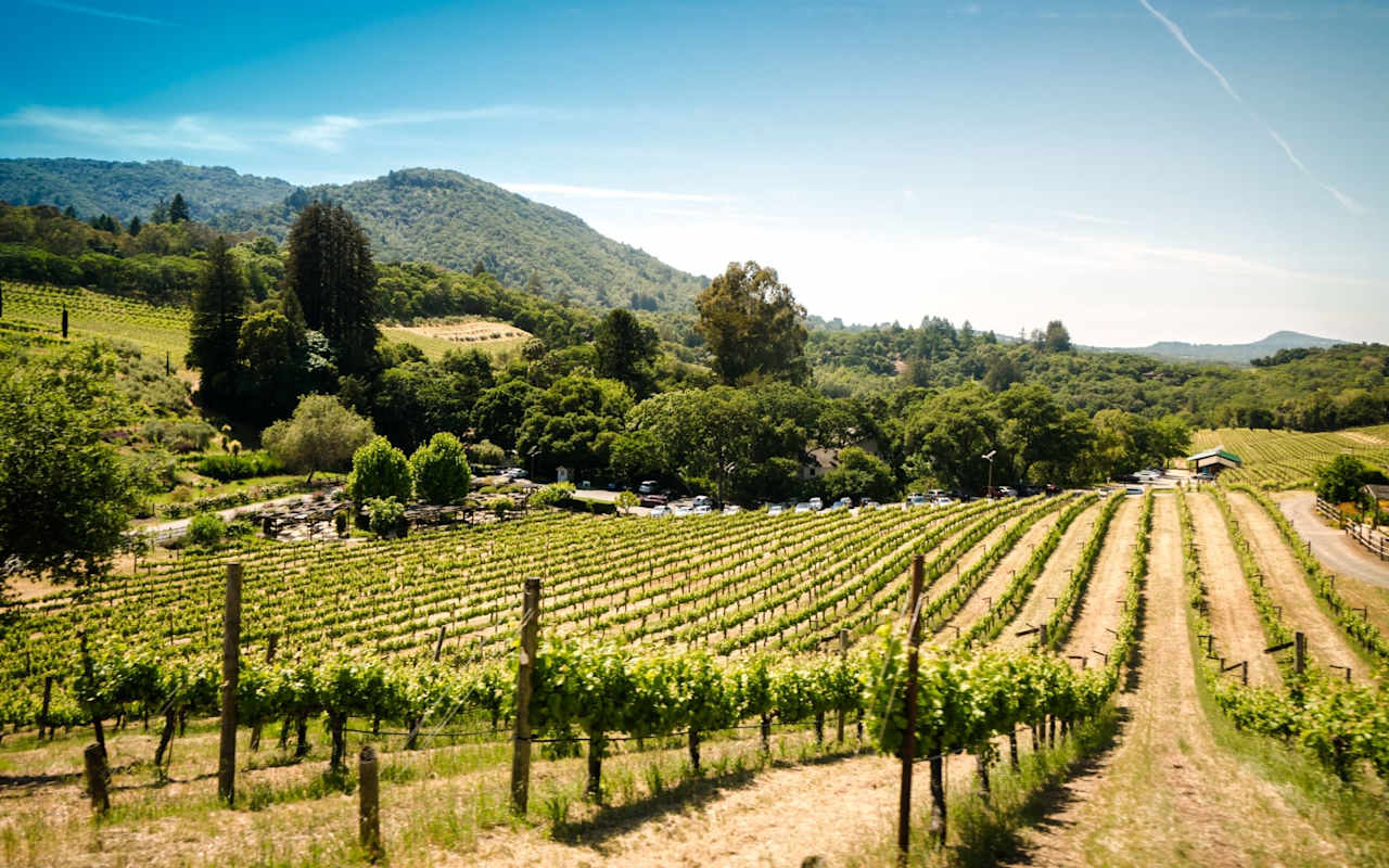 A vineyard with rows of grape vines. In the distance, there are rolling hills.
