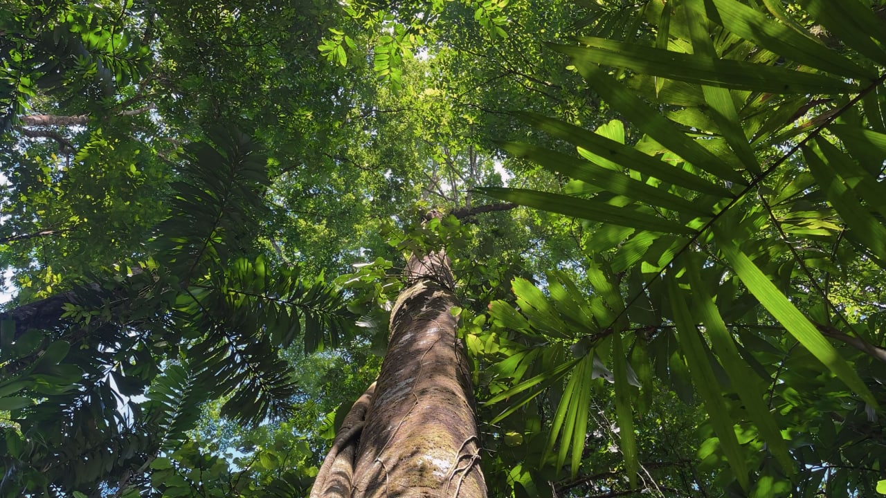 Finca Cerro del Tigre!   Over 20 Acres of Primary Forest and  Waterfalls. 