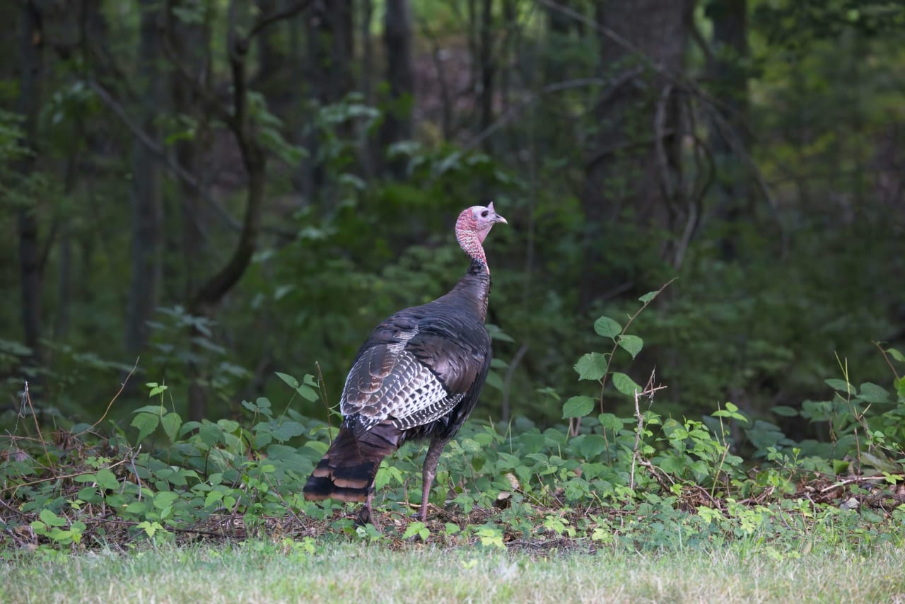 NC 2024 Turkey Season