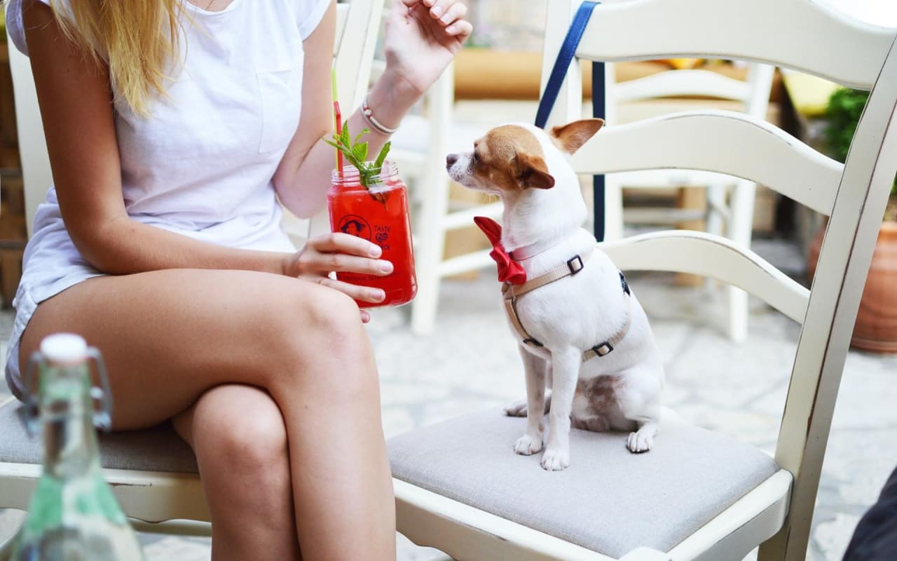 Guide to DogFriendly Restaurants in Seattle