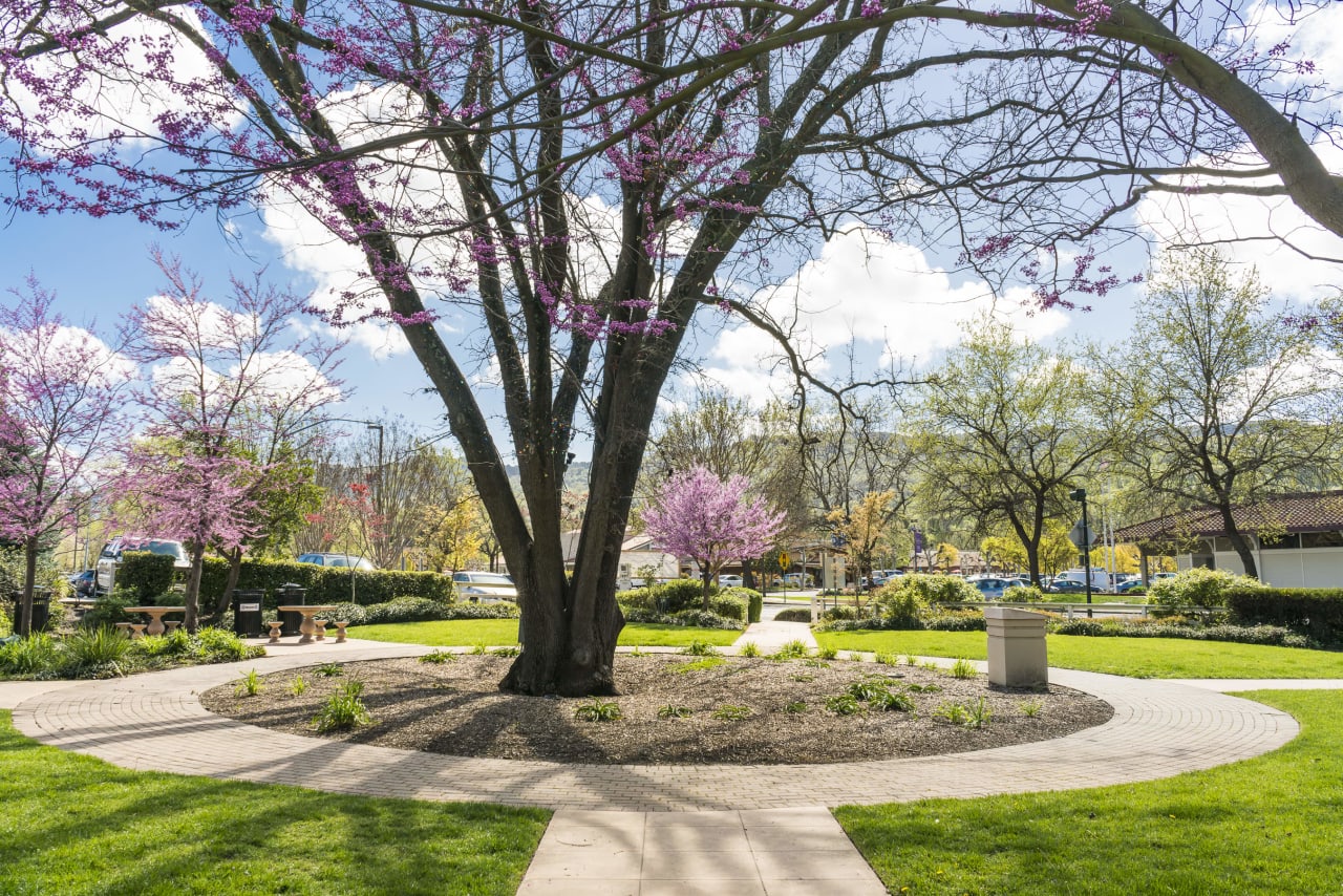 Exploring San Ramon's Vibrant City Center: Shopping, Dining, Culture, and More!