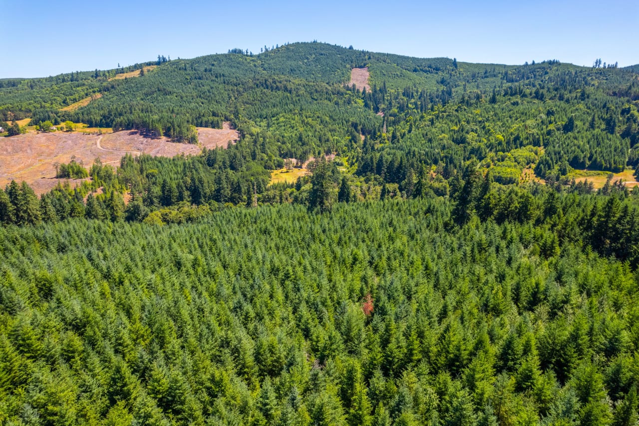 Hayes Hill Tree Farm 