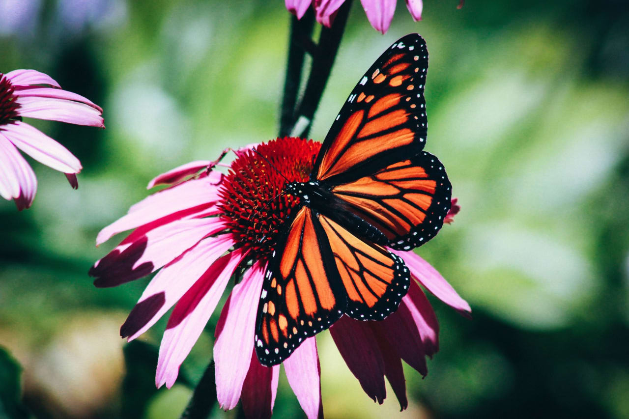 Build Your Own Pollinator Waterer in 5 Minutes