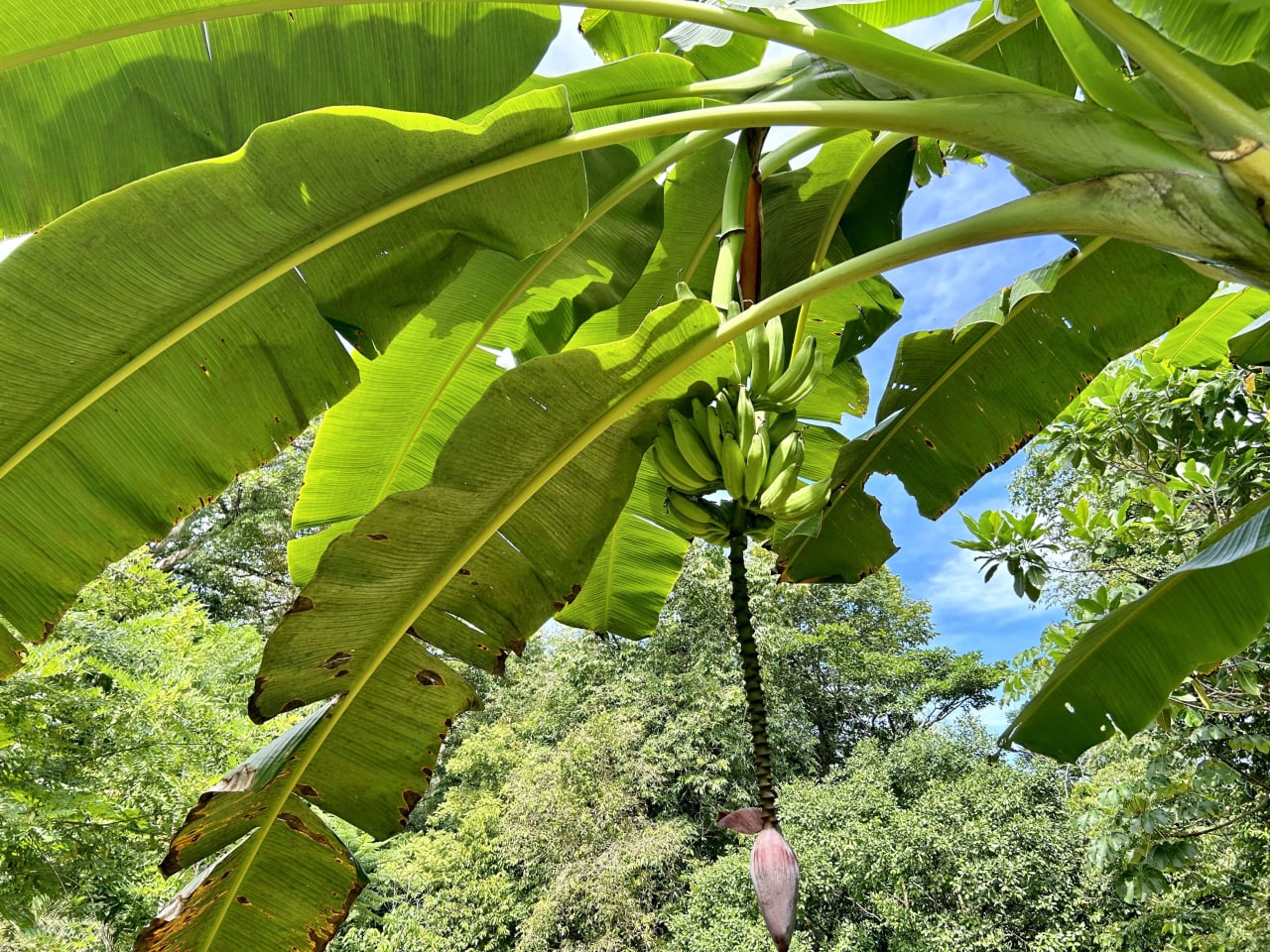 Secret Paradise Property in Altos de la Colonia