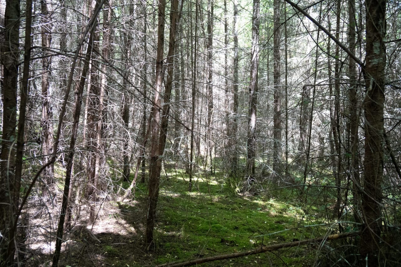 Hayes Hill Tree Farm 