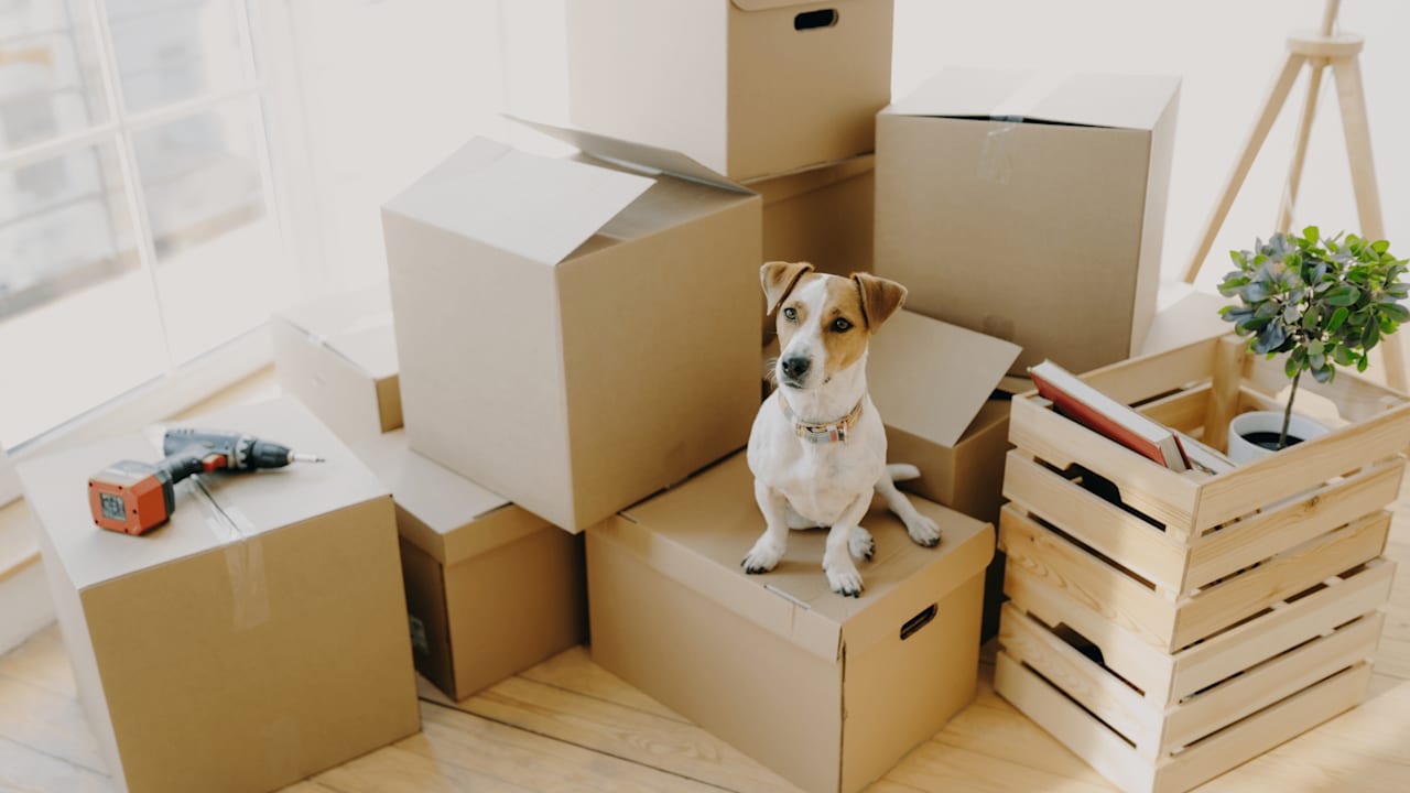 IF YOU HAVE A PET, PREPARE TO PAY MORE FOR RENT, OR CONSIDER BUYING YOUR OWN PLACE