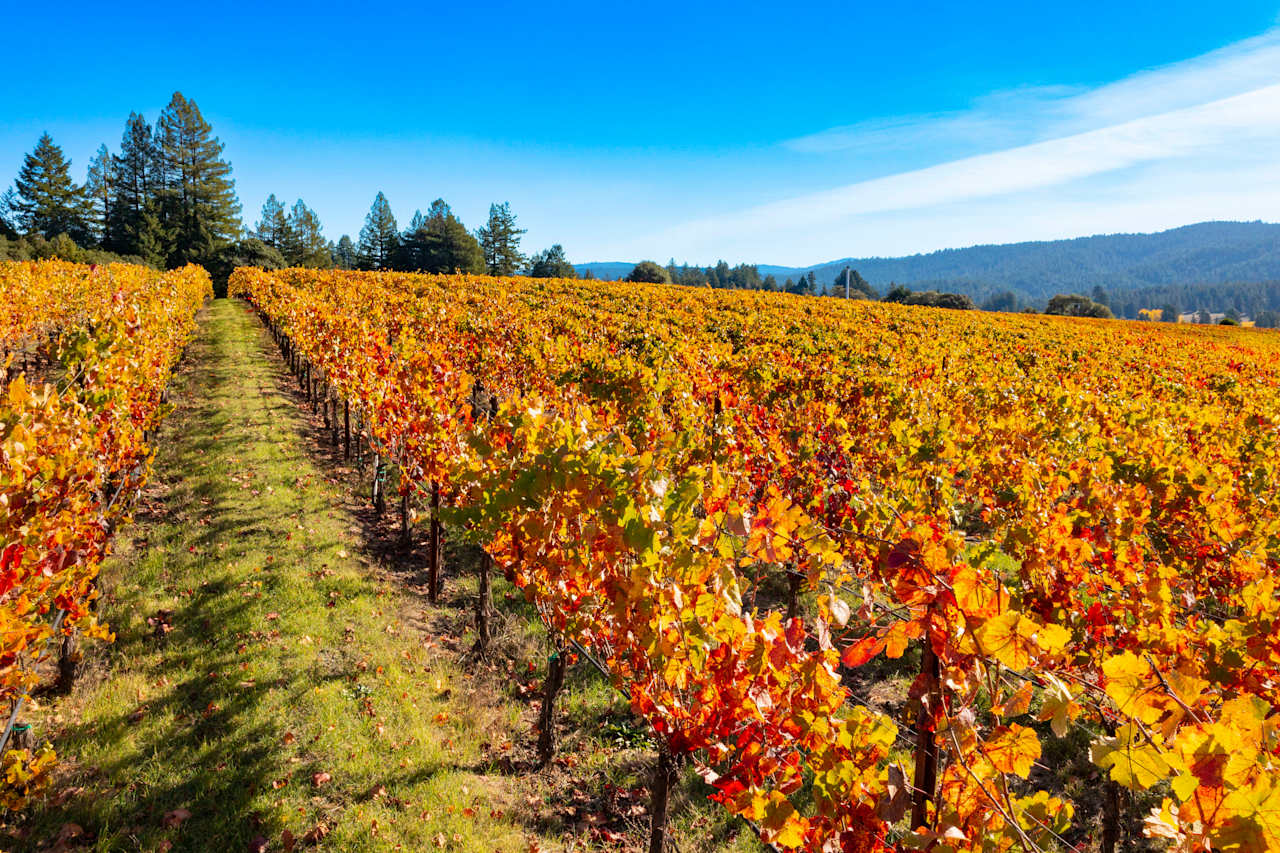 Anderson Valley, Vineyard Kevin McDonald