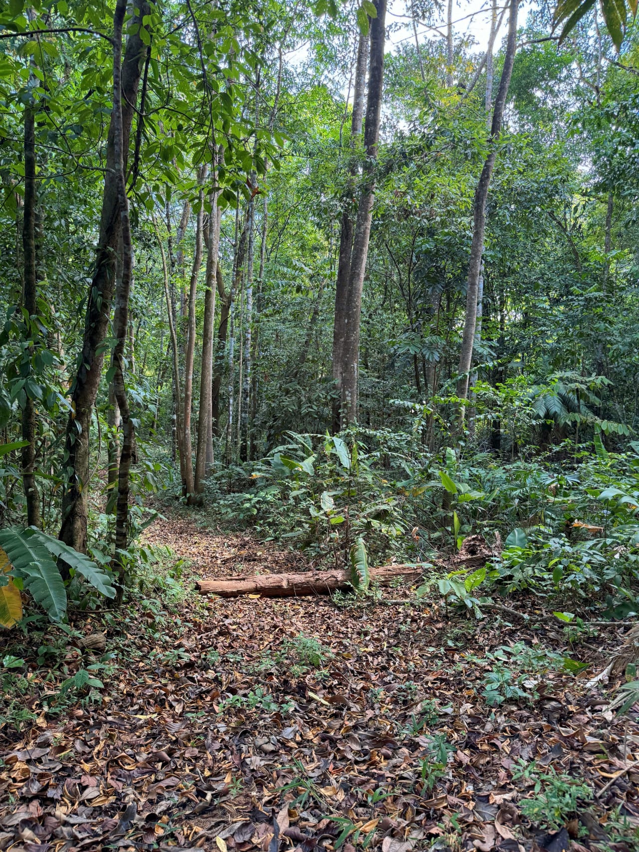 2 Acres of Paradise in Platanillo with Legal Water.