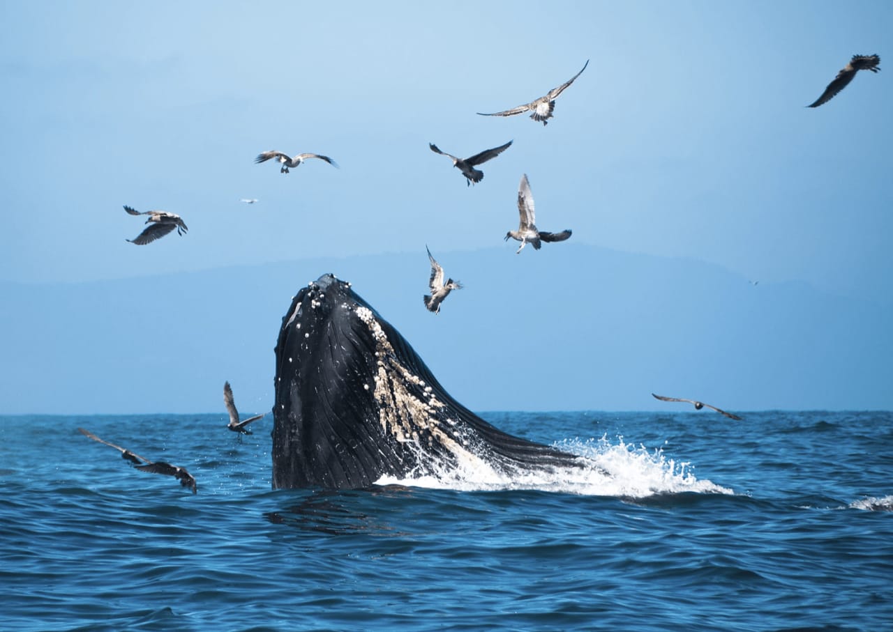 Whalefest Monterey