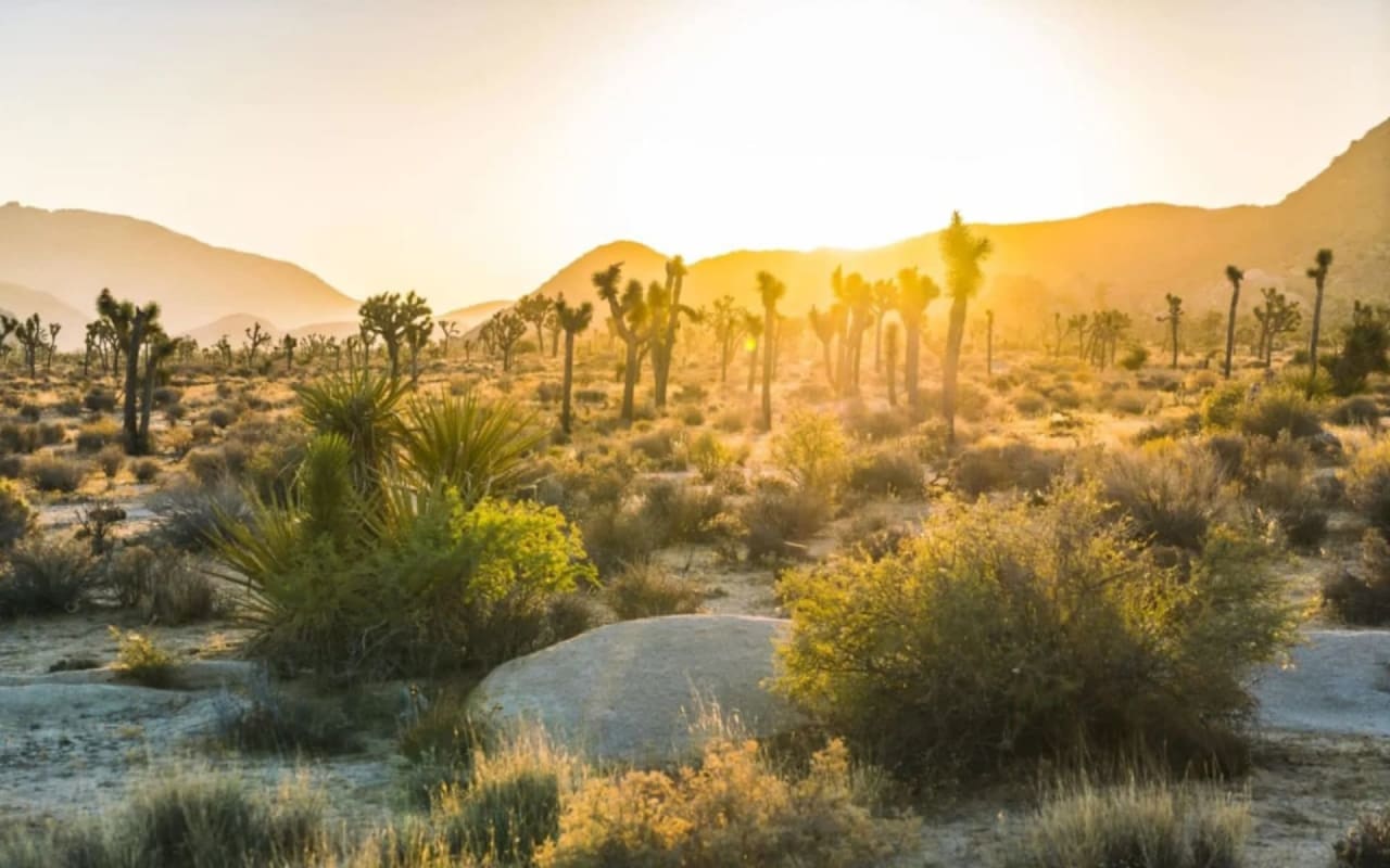 JOSHUA TREE