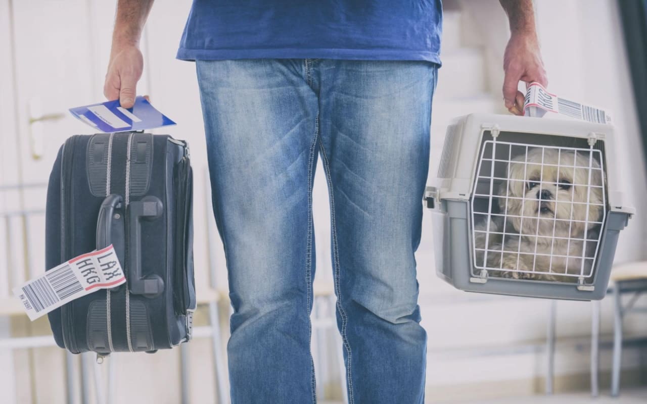 How to Move your Pets to Hawaii