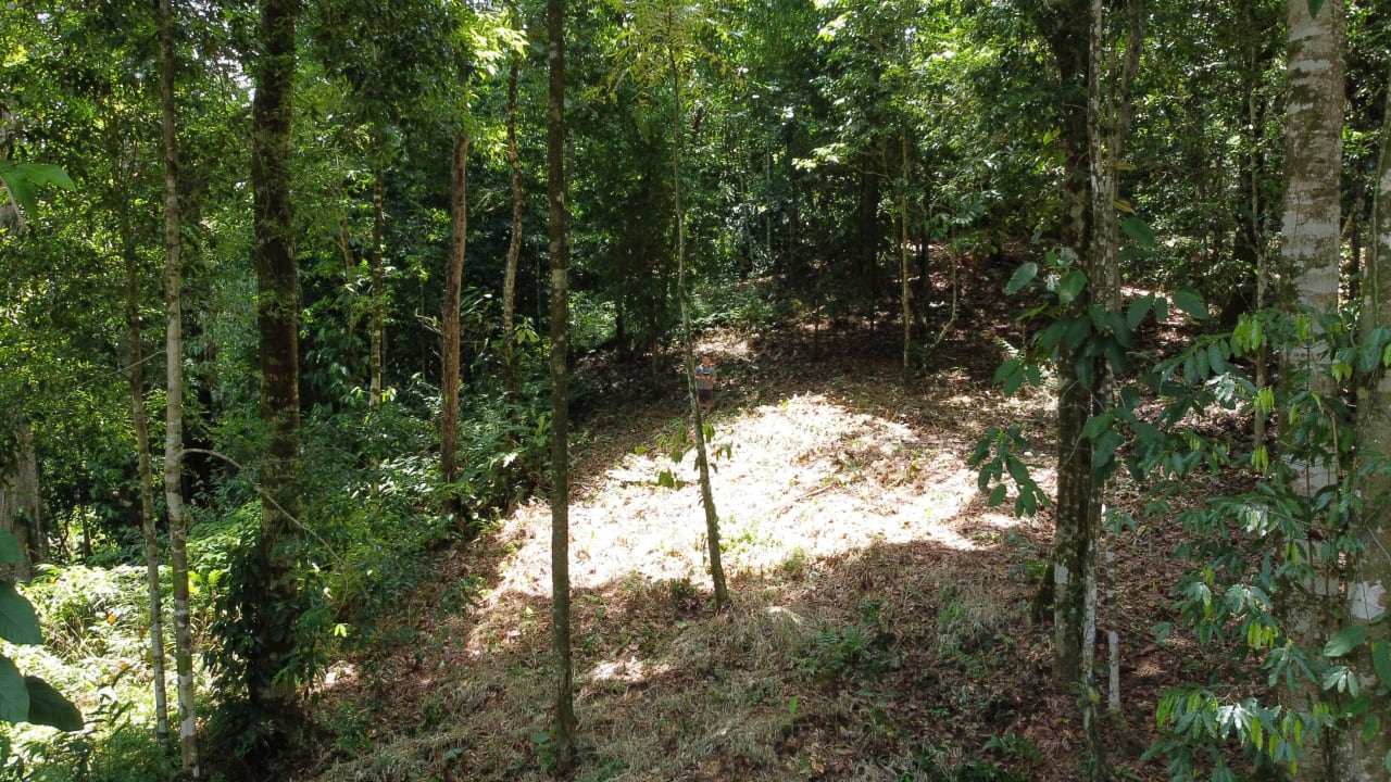 1.6 Acres Land Parcel in Ballena, Jungle Views.