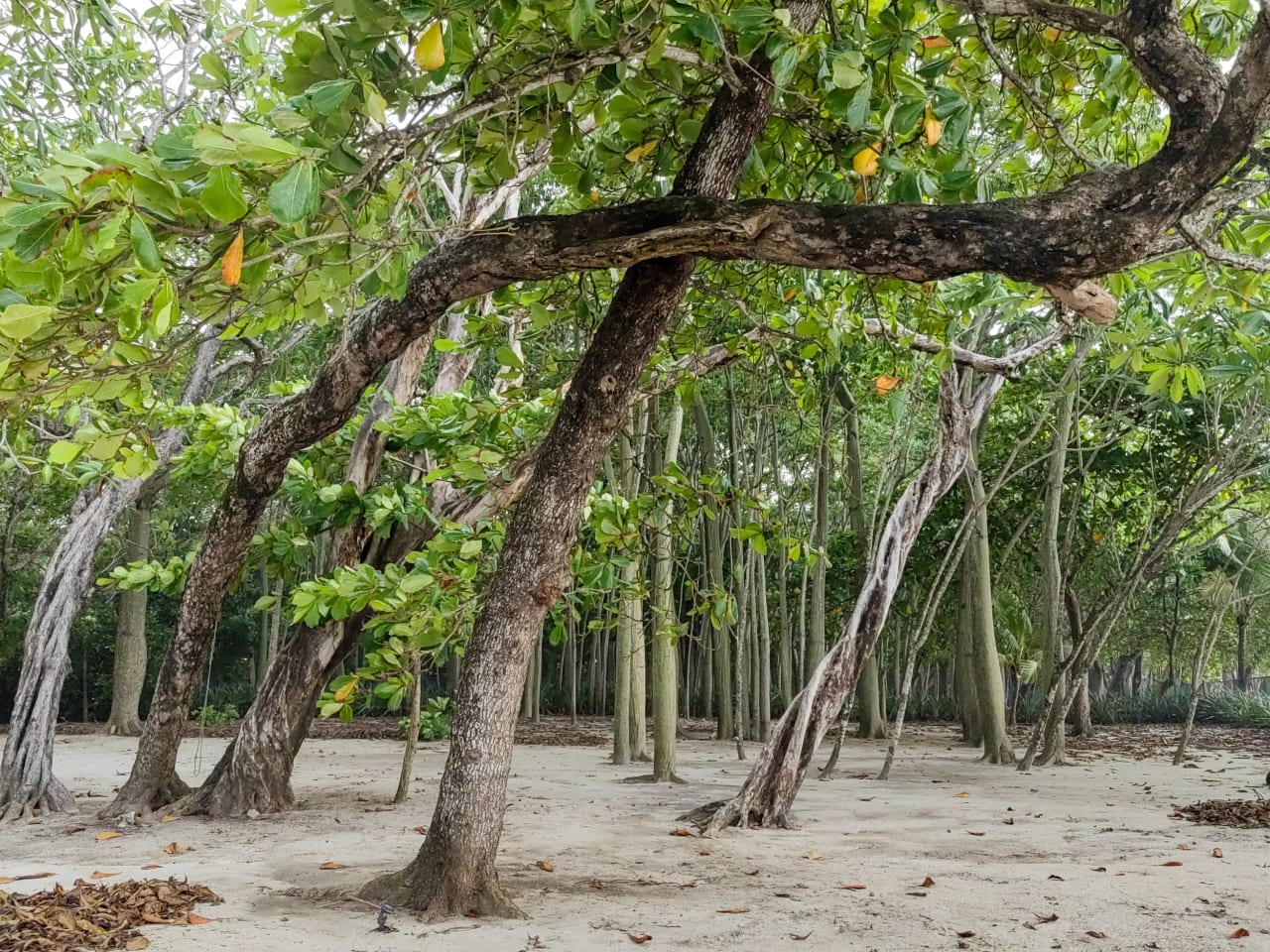 Oceanfront Lot in Santa Teresa