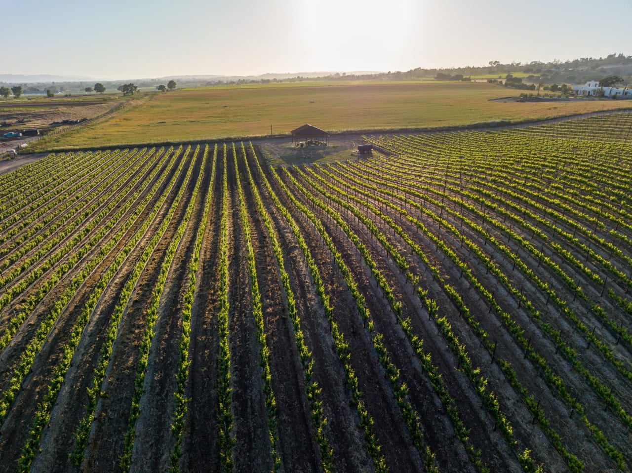 Build your Dream Vineyard Estate