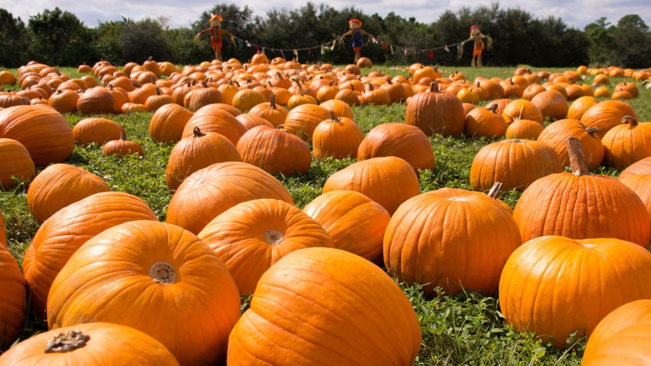 List of 20 Local Pumpkin Patches