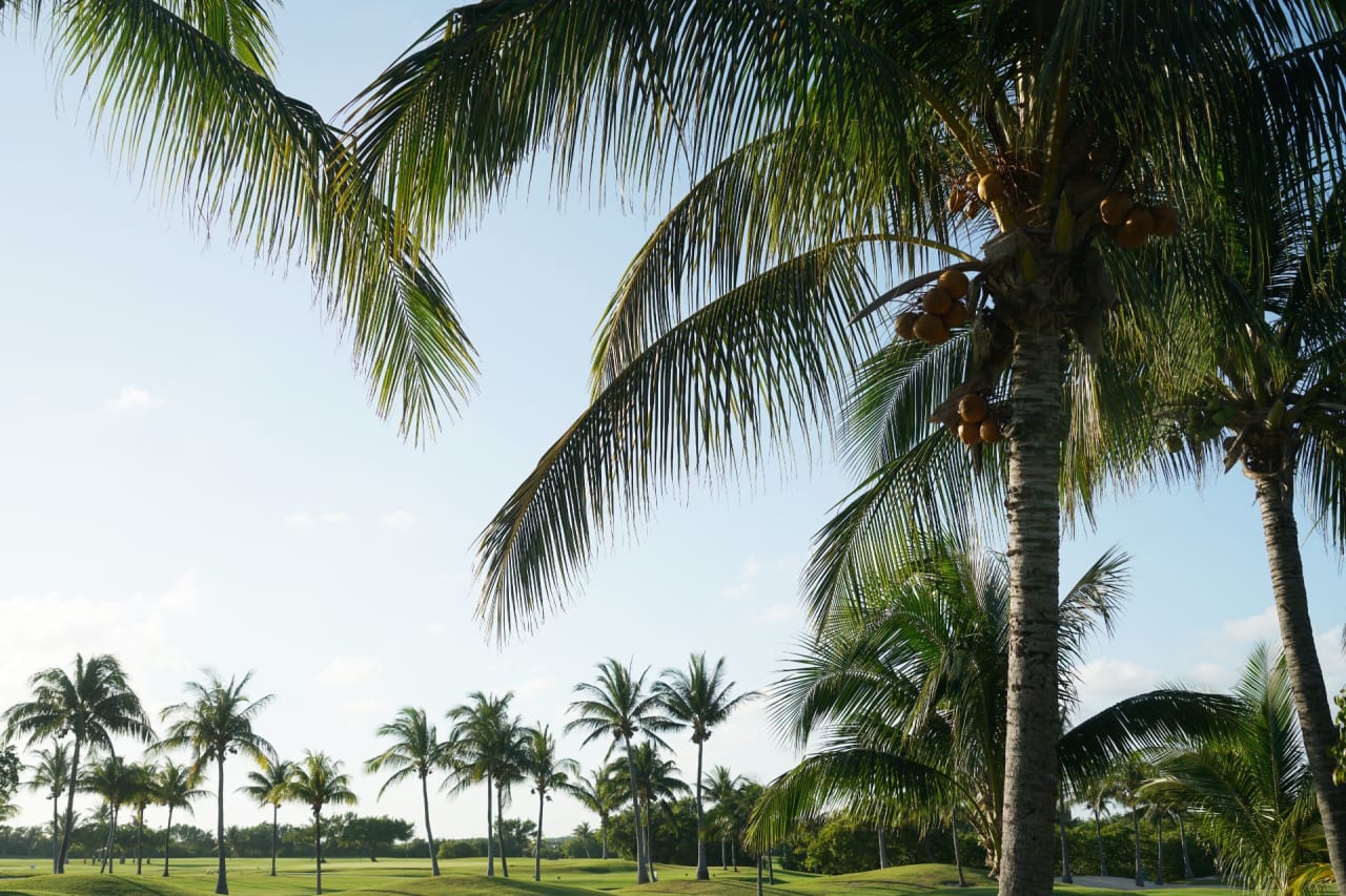 A group of palm trees on a golf course