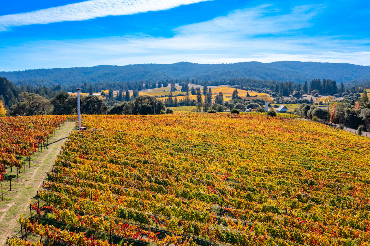 Anderson Valley, Vineyard Kevin McDonald