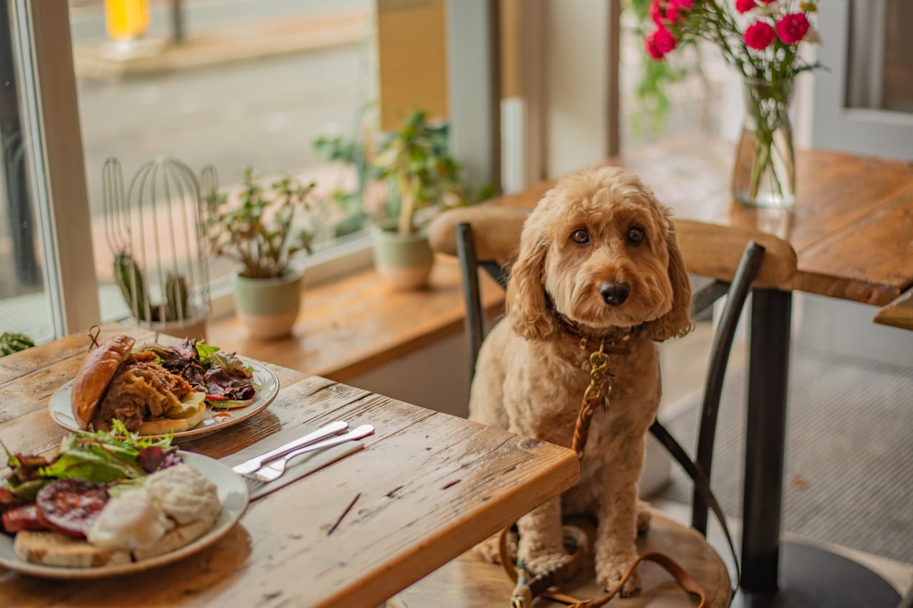 Marin’s Top Dog-Friendly Restaurants