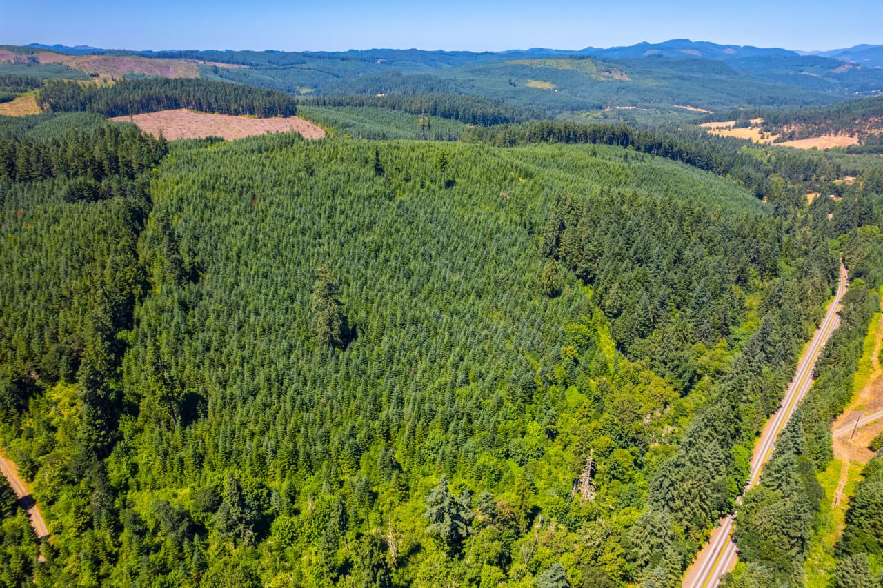 Hayes Hill Tree Farm 