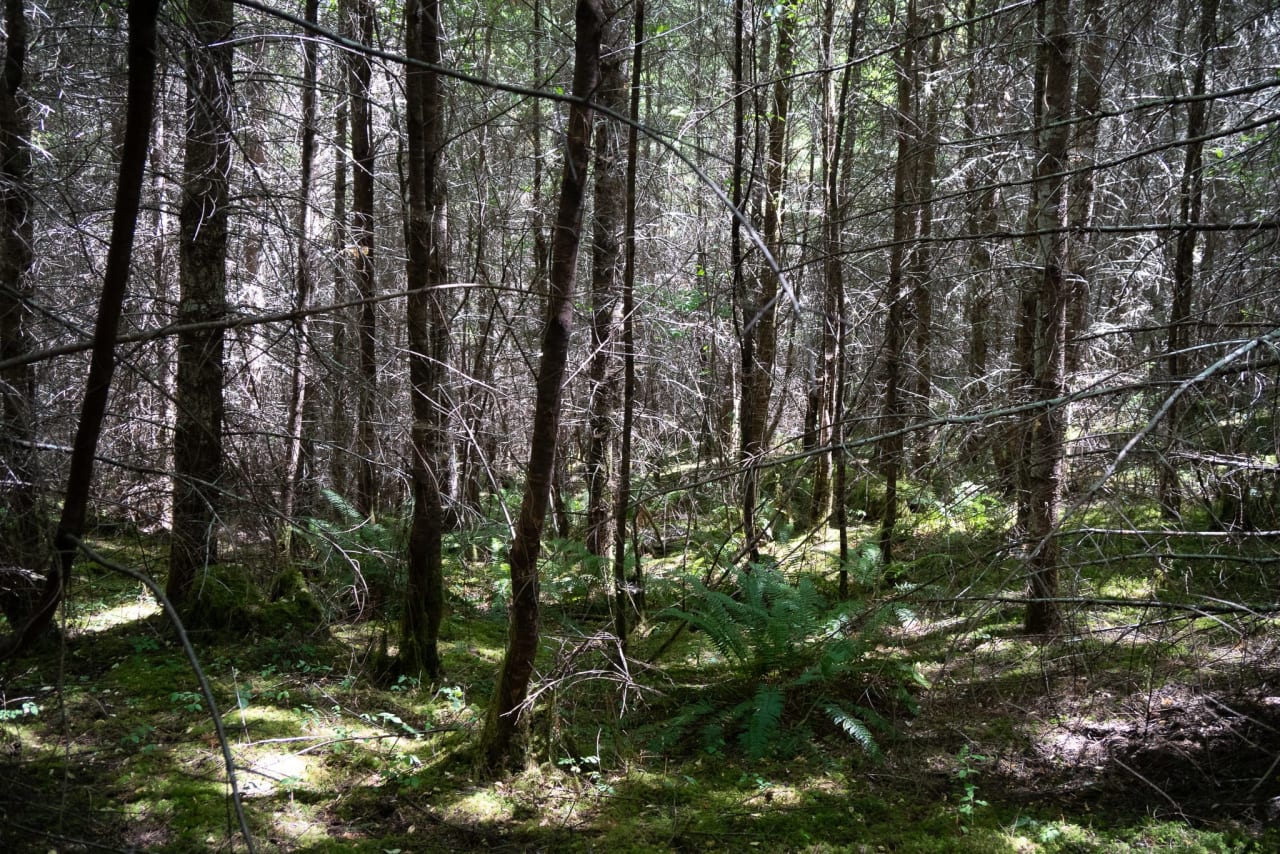 Hayes Hill Tree Farm 