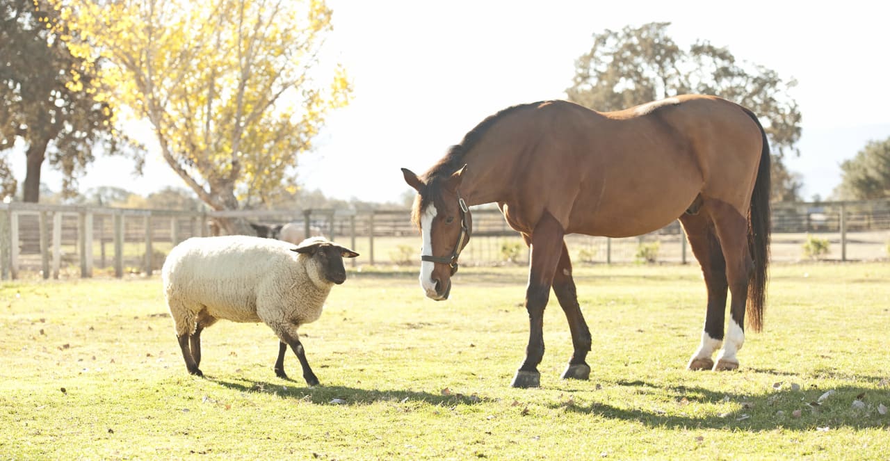 Spotlight: Angels Landing Farm