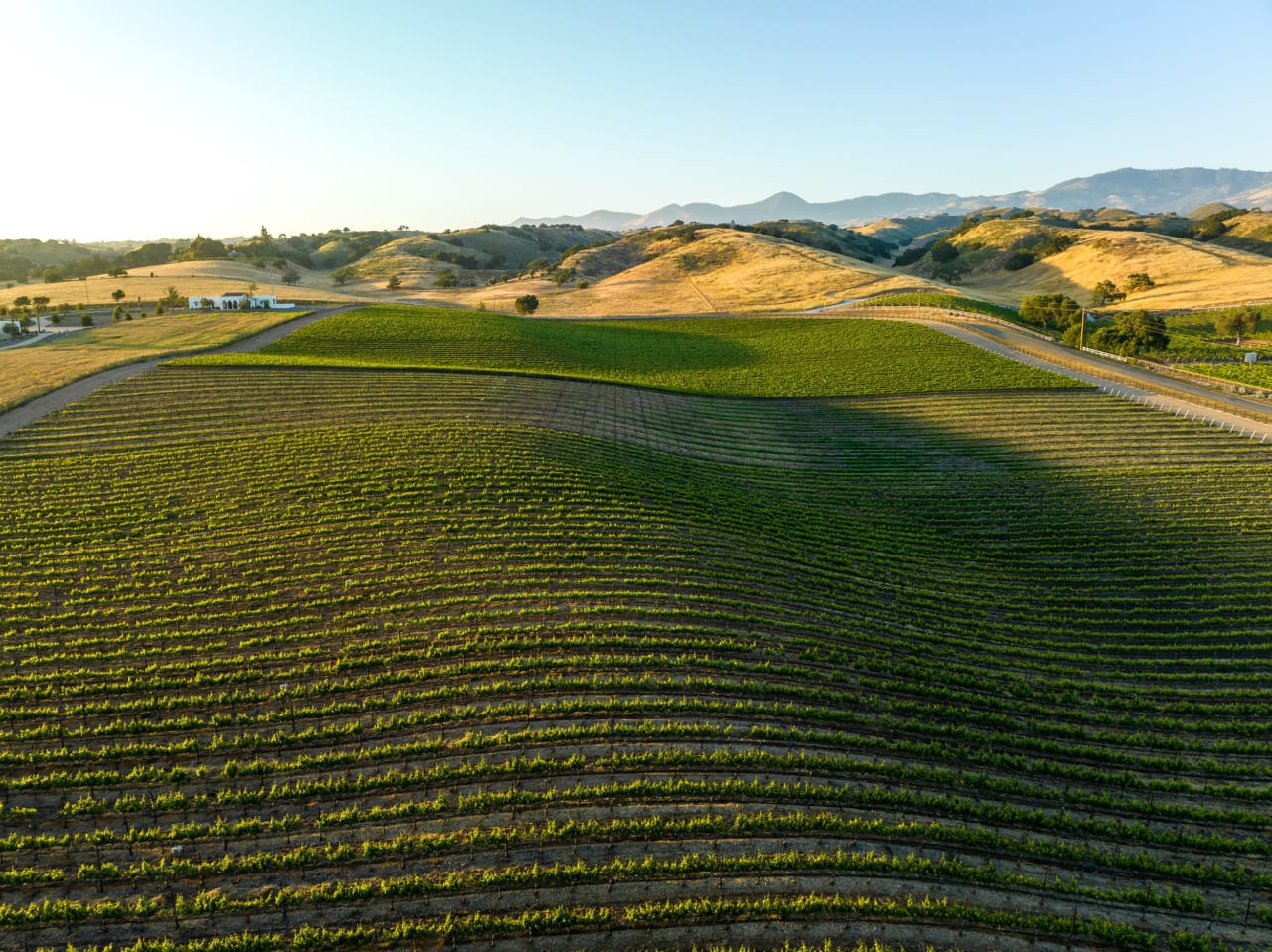 Build your Dream Vineyard Estate