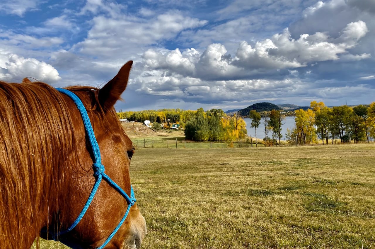 Waterfront Equestrian Property