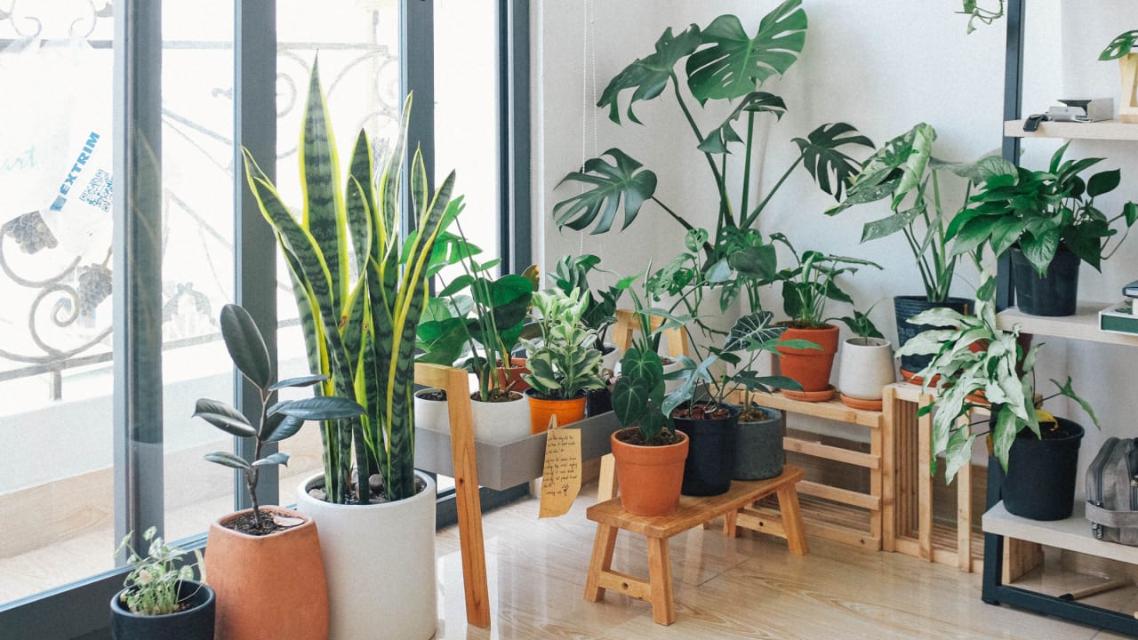 25 Low-Light Indoor Plants That Thrive in Near Darkness