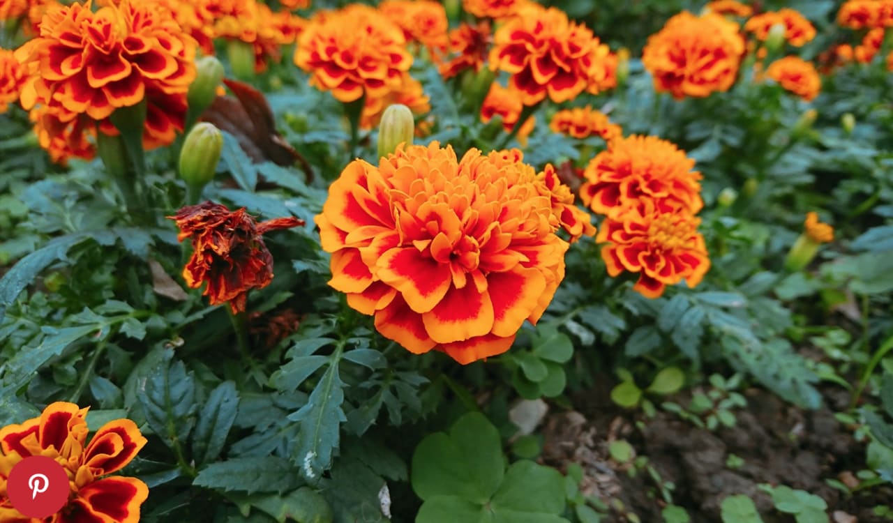 The 20 Best Annual Flowers for Full Sun, from Marigolds to Snapdragons