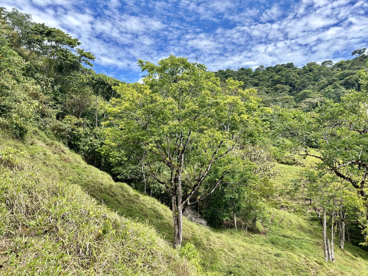 Hidden Gem: Serene Farm Retreat with Majestic Views in Costa Rica