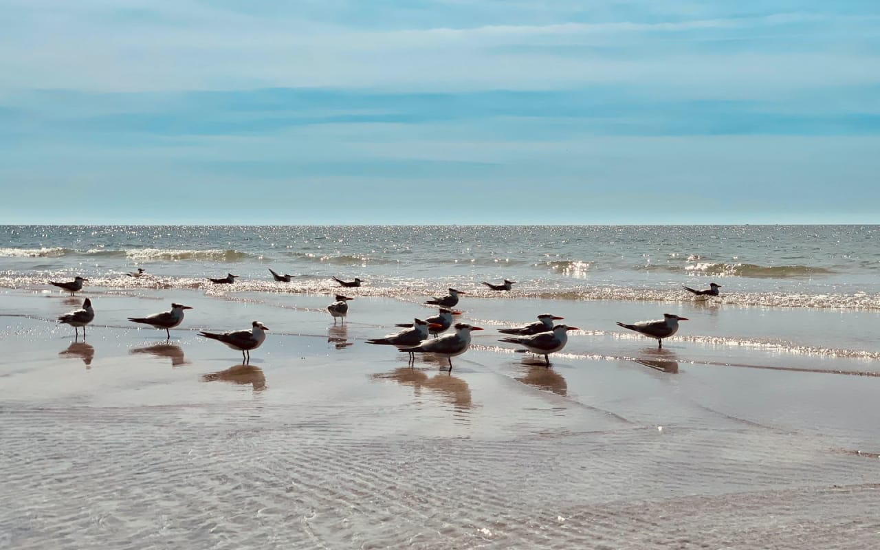 Lido Key Properties Upbeat as Beach Restoration Goes Full Swing