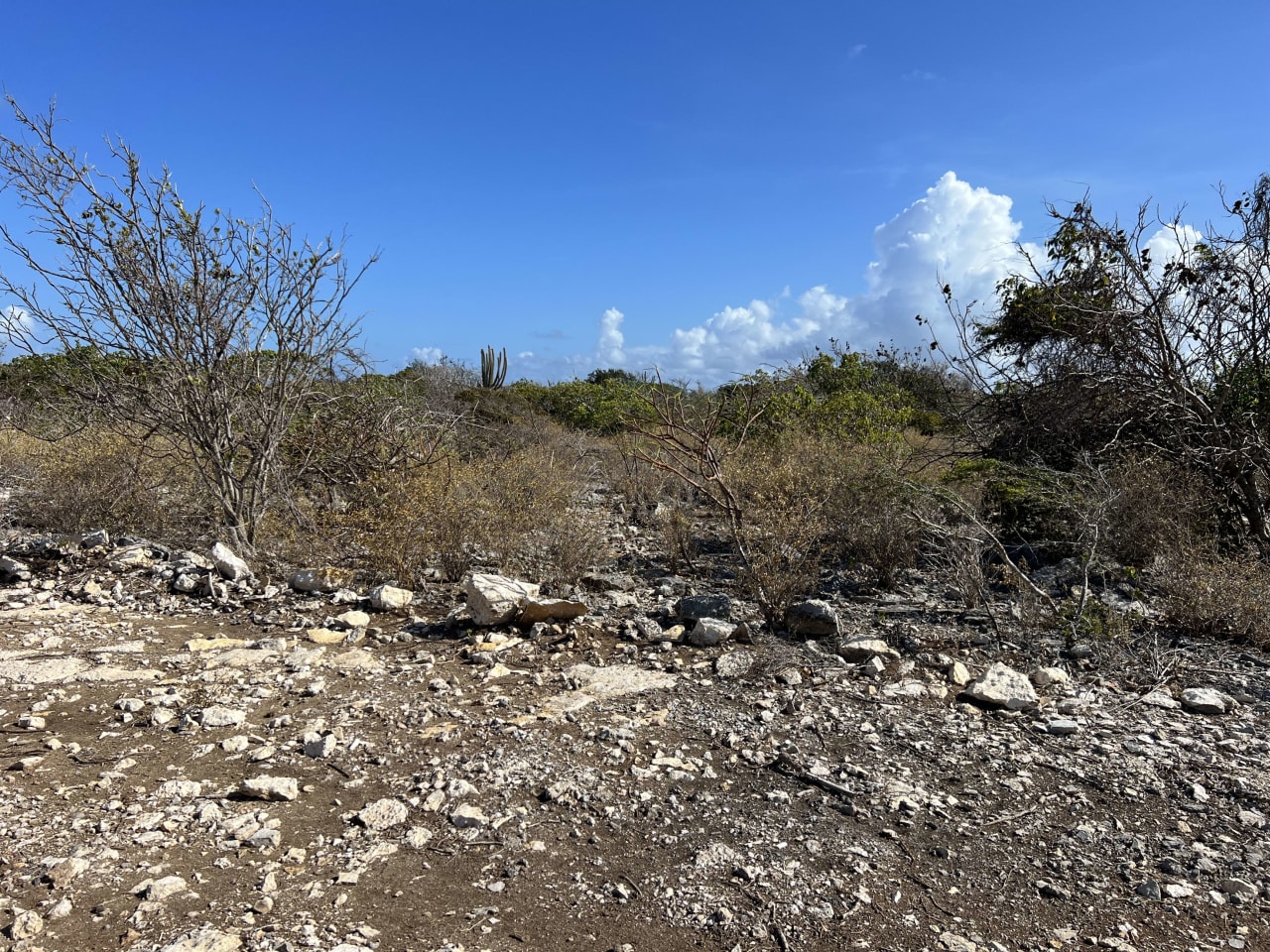 779 .526 Acres at Loblolly Bay