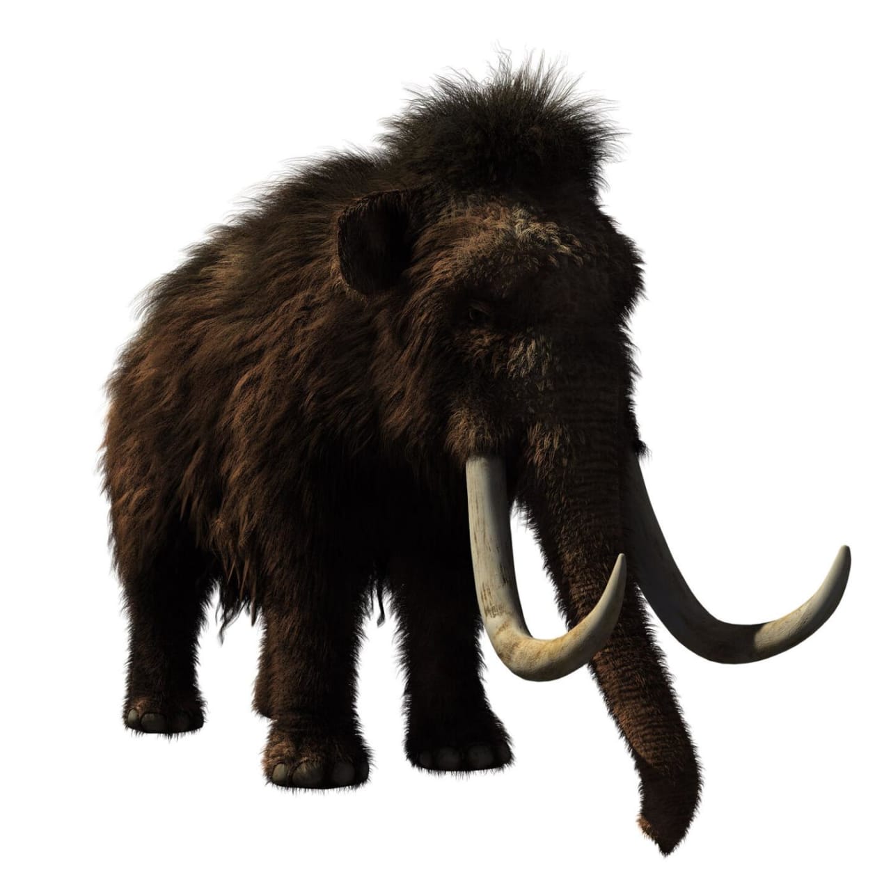 Mammoths to be Reintroduced to Colorado Amid Concerns They Could Get Wild