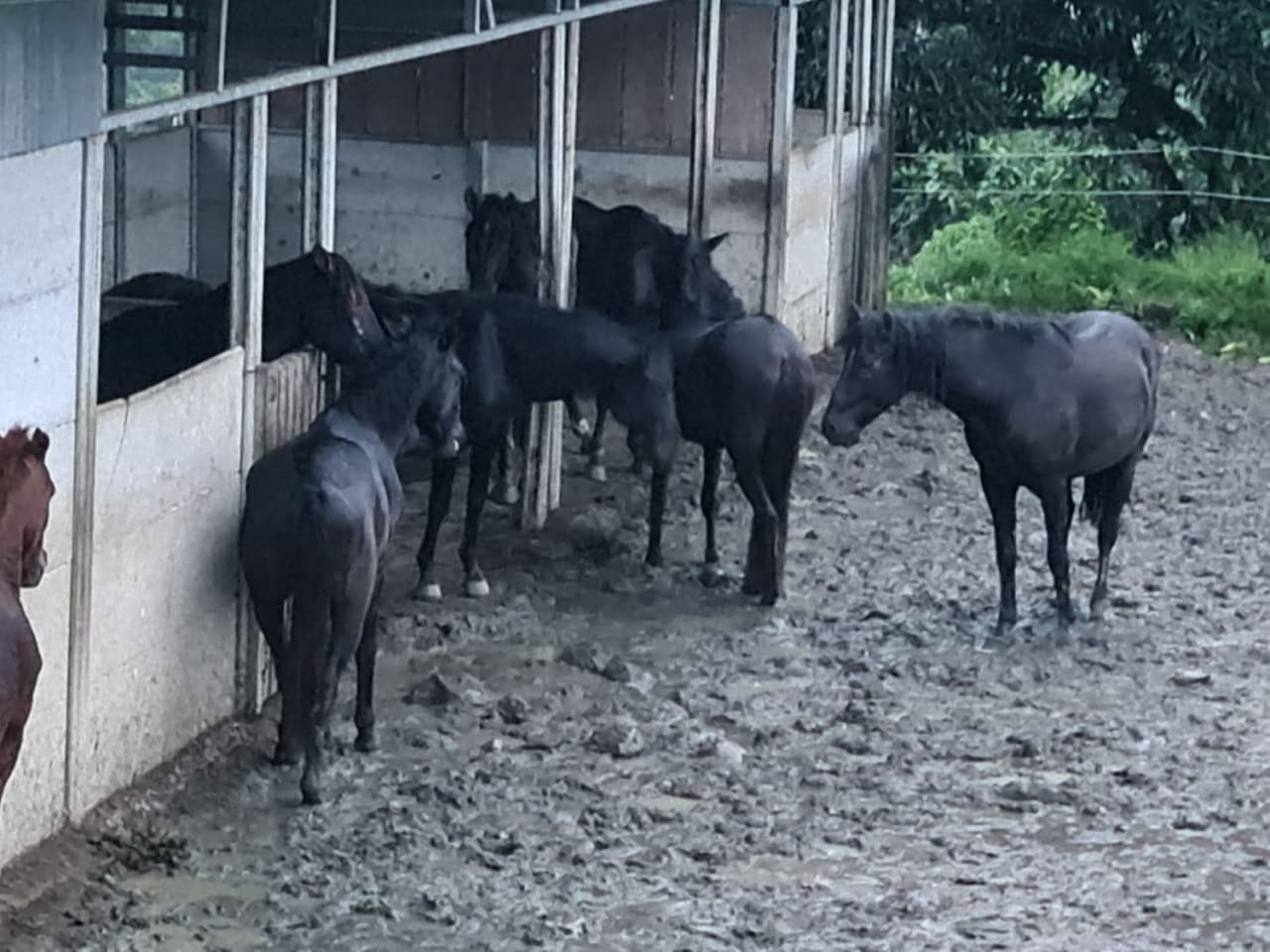 Finca Río General in Santa Luisa