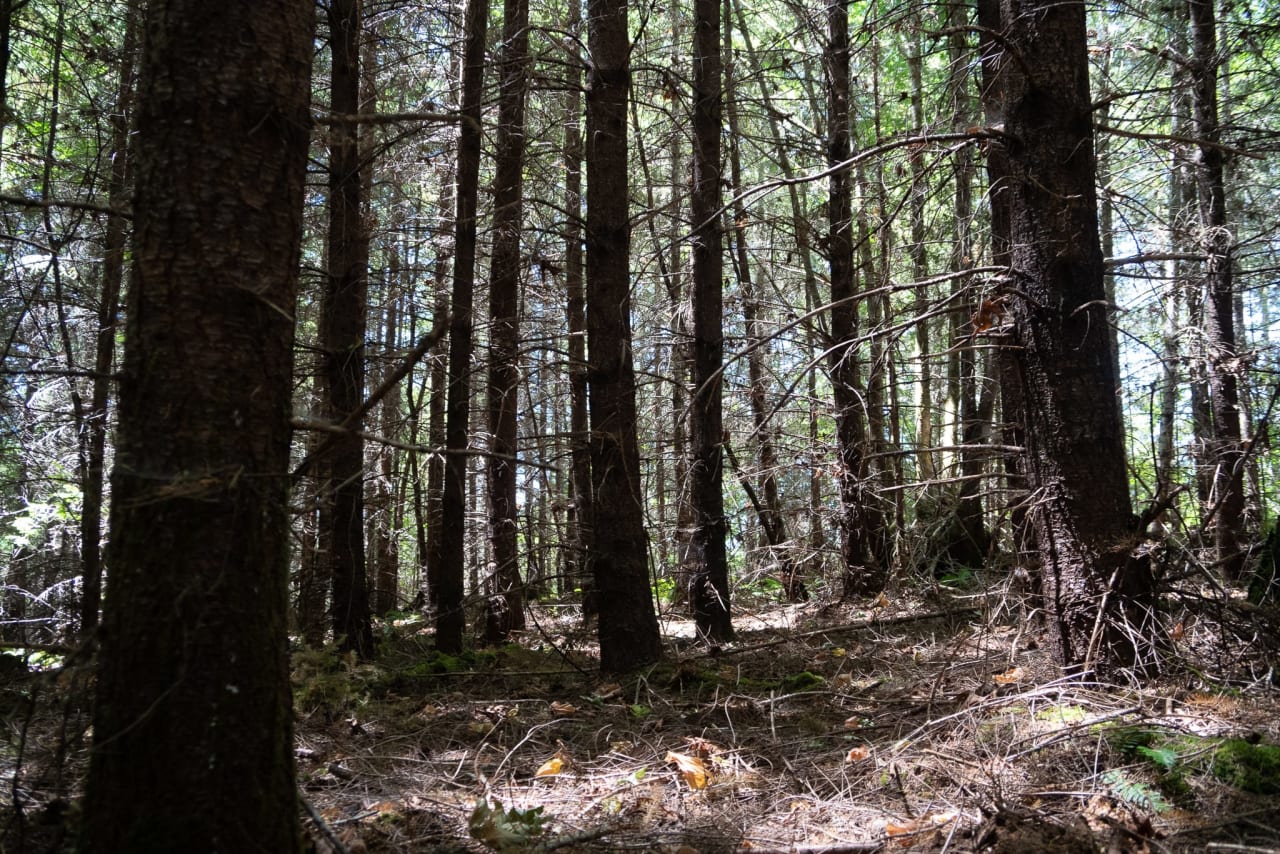 Hayes Hill Tree Farm 