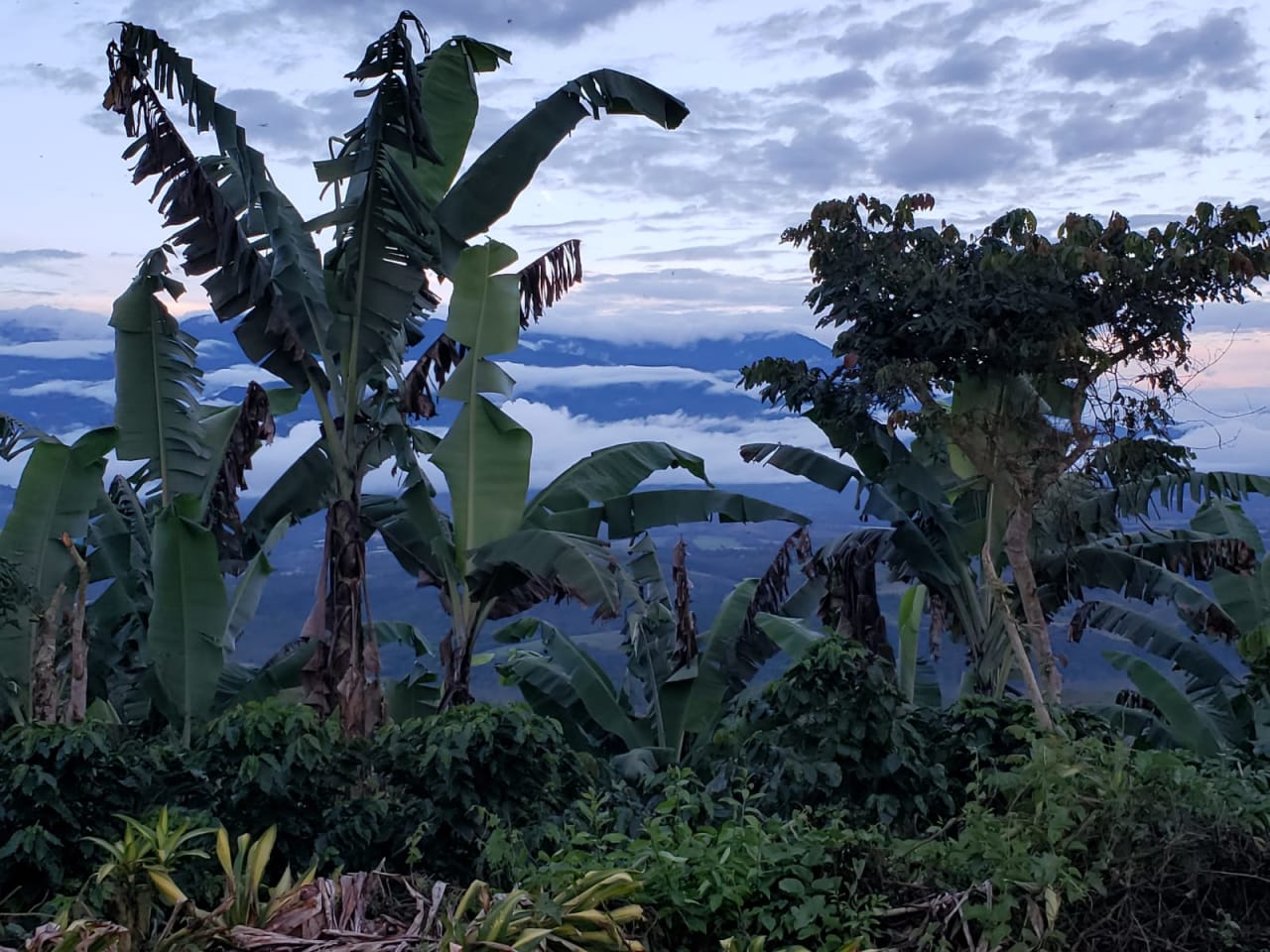 Finca Río General in Santa Luisa