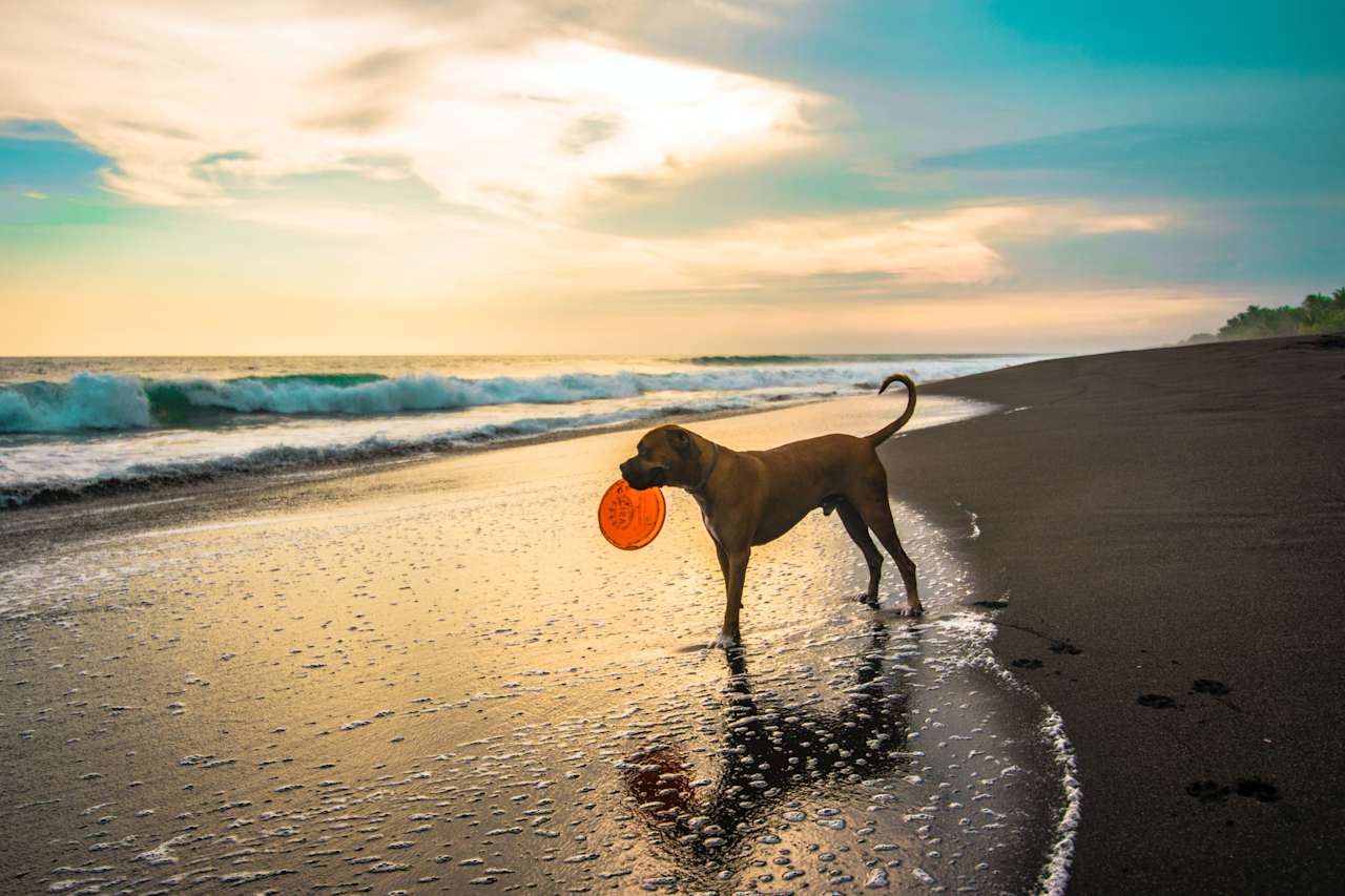 Explore DogFriendly Places in Palm Beach County Dog Parks South Florida