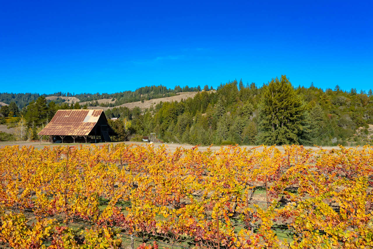 Anderson Valley, Vineyard Kevin McDonald