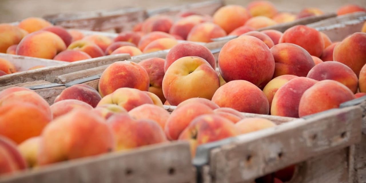 Multiple baskets of fresh peaches from Weatherford Texas. 