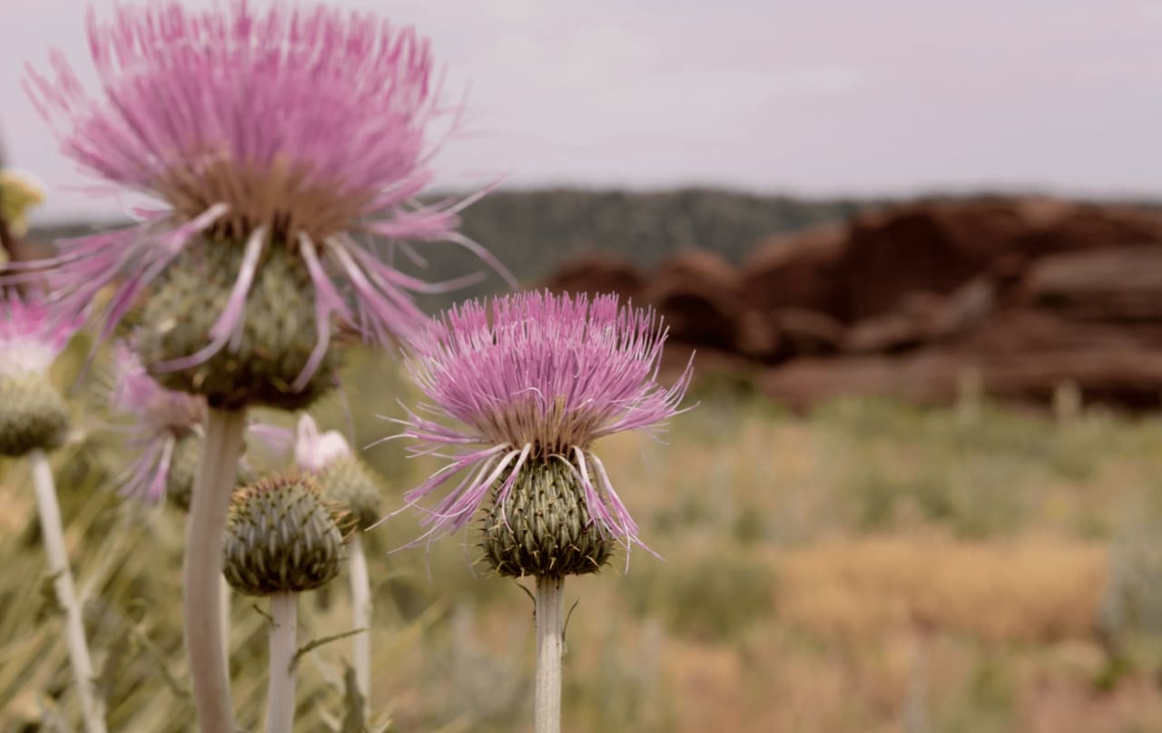 A Guide to Boulder, CO Parks