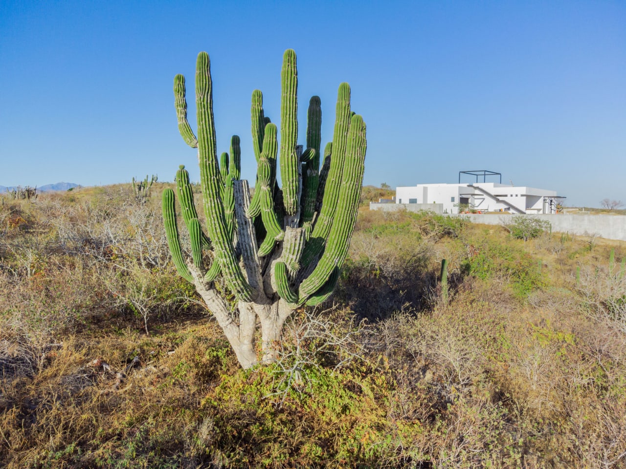 Native Landscaping