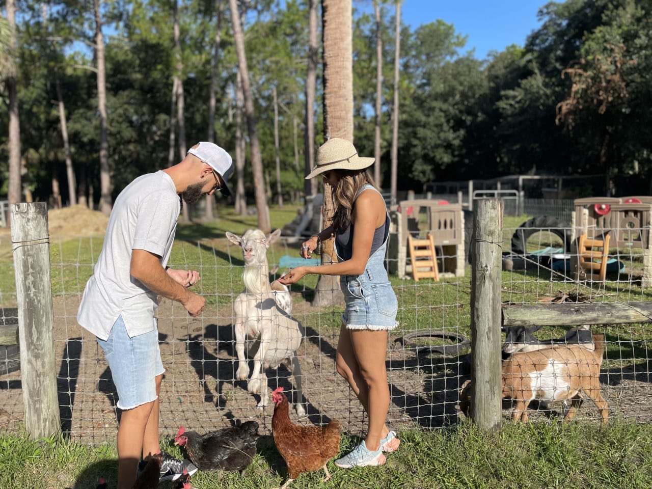 feeding goats at greenacre farms in oviedo, fl