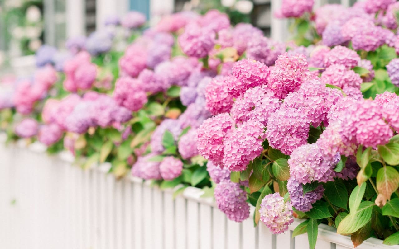 Pink and purple hydrangeas above a white picket fence in Siasconset.