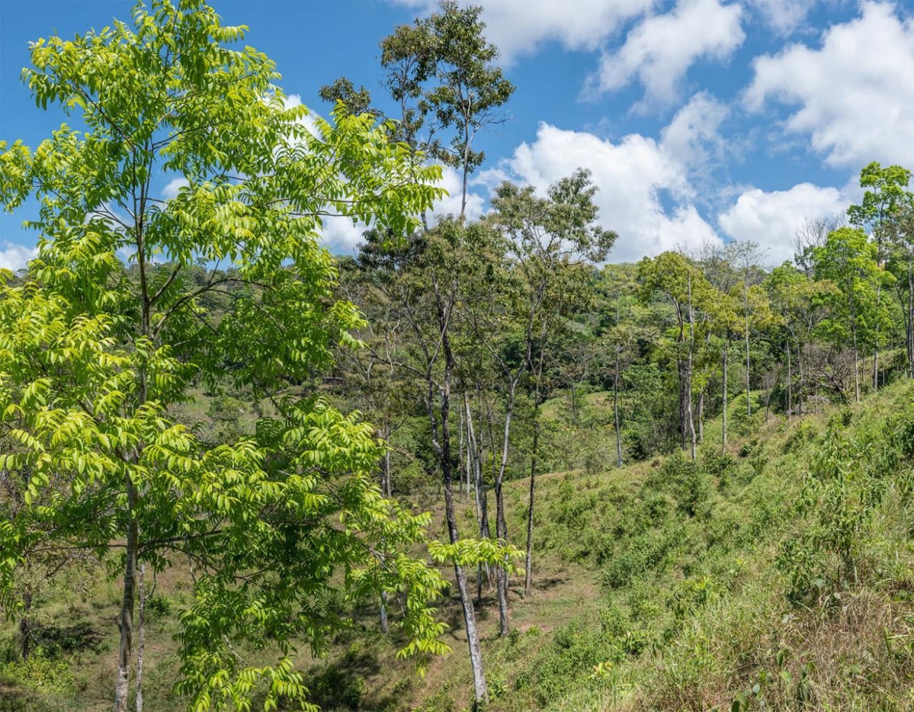 Prime Ocean View Development Land In Uvita