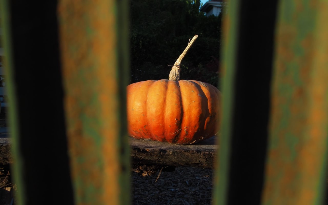 Did Your Pumpkin Survive the Neighborhood Squirrels? Here’s a Great Idea on How to Turn Your Halloween Pumpkin Into a Bird Feeder